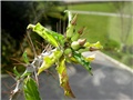 Pachypodium saundersii