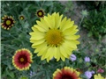 visoka gaillardia2
