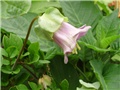 cobaea scandens