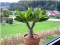 Pachypodium baronii windsorii 