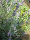 Lavanda