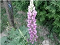 vučika , lupinus