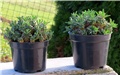 Euphorbia bupleurifolia x susannae