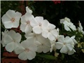 phlox