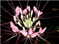 cleoma1