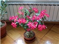 Adenium obesum Anouk