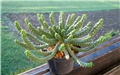euphorbia inermis