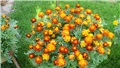 tagetes