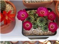 Sulcorebutia rauschii 