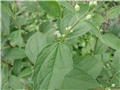 pajasmin