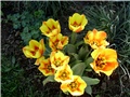  tulipani
