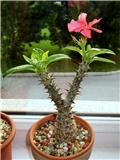 pachypodium baronii windsori