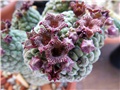 Trichocaulon - Larryleachia cactiformis