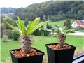 Pachypodium  lamerei  var. Ramosum