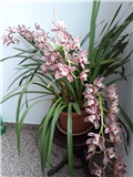 Cymbidium