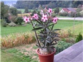 Adenium somalense