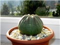 Euphorbia obesa