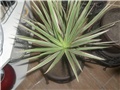 dracena