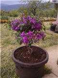 bougainvillea
