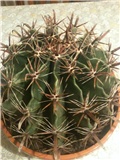 ferocactus