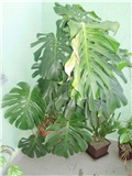 monstera