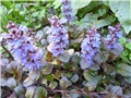 ajuga