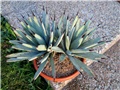 Agave macroacantha
