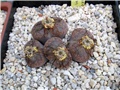 lithops - Ž. Baljkas