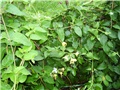 lonicera