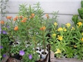 asclepias