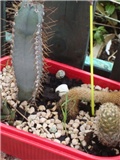 baby kaktusi