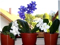 Streptocarpus