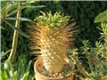Pachypodium namaquanum