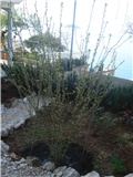 hibiskus,mladi listovi