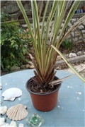 phormium