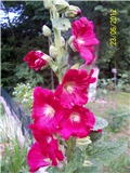 Vrtni sljez-althea rosea