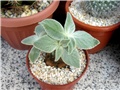 Reshsteineria leucotricha