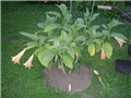 brugmansia 