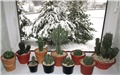 euphorbia meloformis – e. horrida – e.  phillipsioides – e. fruticosa – e. ferox –  e. avasmontana –