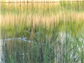 Biljsko jezero - stara Drava