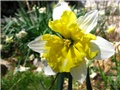 Narcissus 