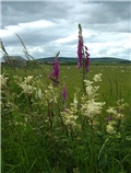 Filipendula ulmaria 1