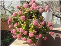 crassula1