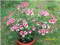 Engleska pelargonija
