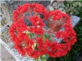 Crassula falcata