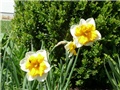 narcisi