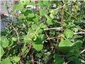 lonicera