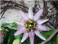 Isusova kruna lat.Passiflora