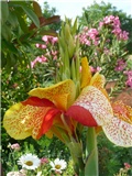 kana indica