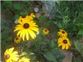 Rudbekija